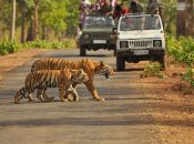 Tadoba National Park