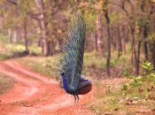 Nagzira Wildlife Sanctuary